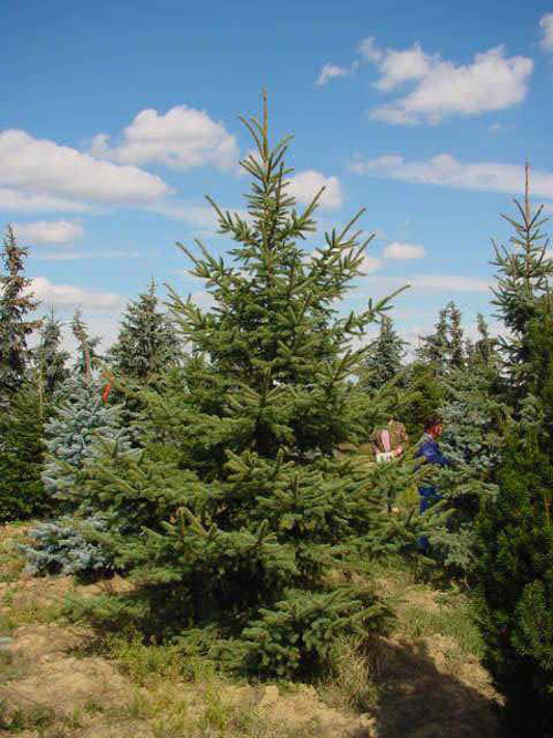   (Picea pungens)