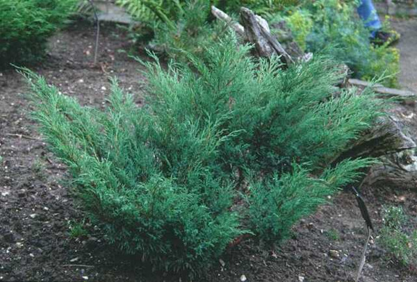   (Juniperus sabina)