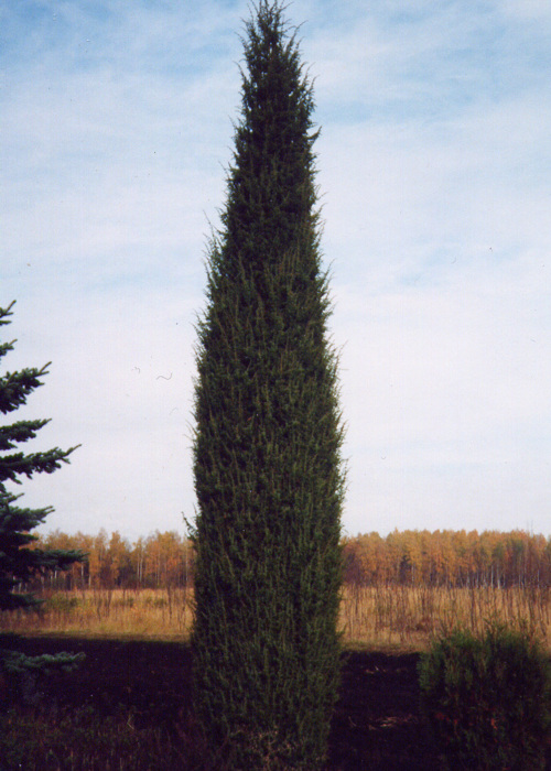   (Juniperus scopulorum)