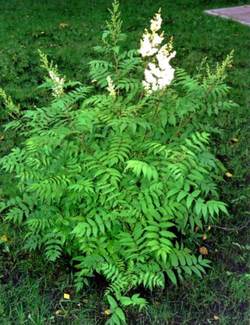   (Sorbaria sorbifolia)