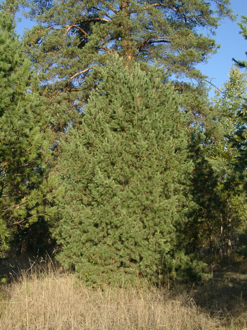   (Pinus banksiana)