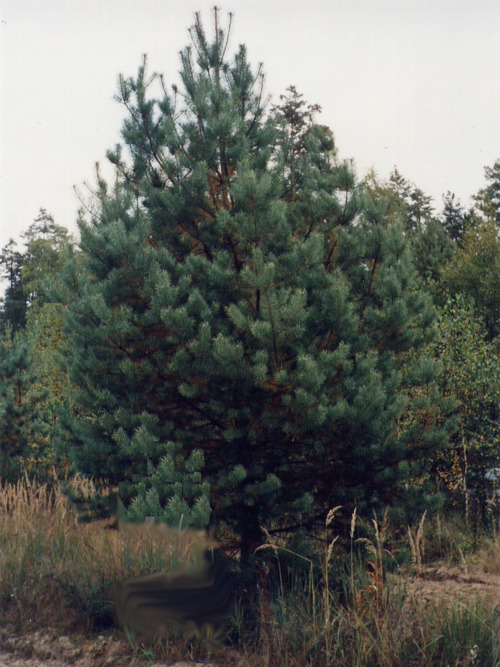   (Pinus sylvestris)