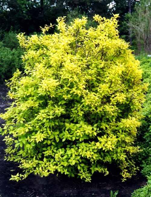    (Spiraea japonica Gold Flame)