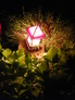 Элемент освещения в моем саду…